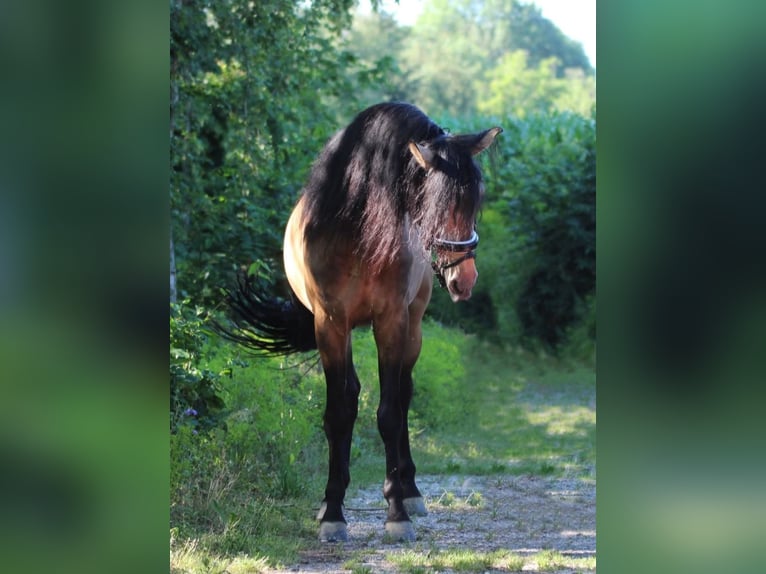 PRE Hengst Falbe in Rechnitz