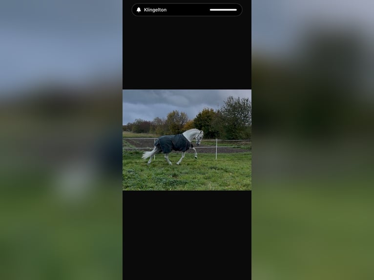 PRE Hengst Fliegenschimmel in Grossbartloff