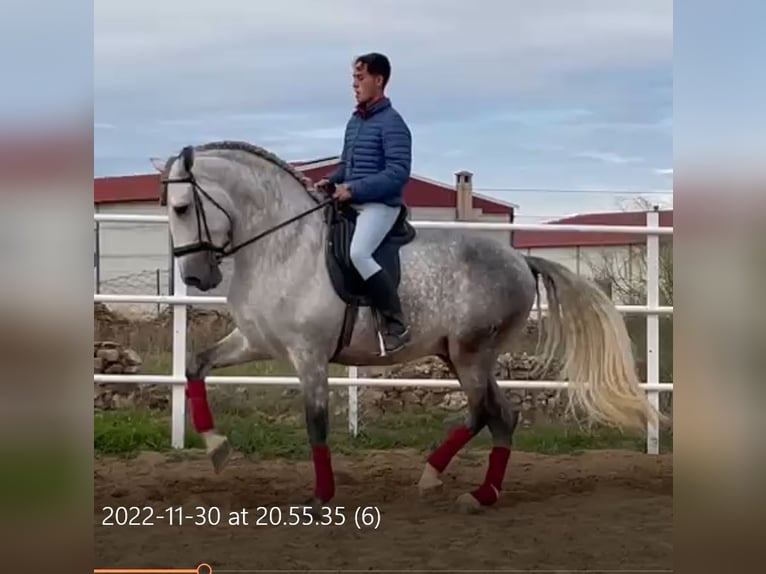 PRE Hengst Fliegenschimmel in Herrera Del Duque