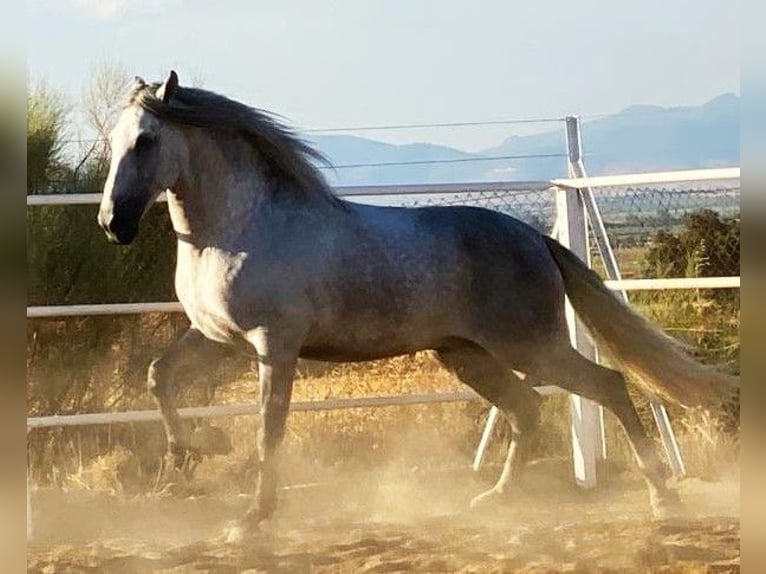 PRE Hengst Fliegenschimmel in Herrera Del Duque