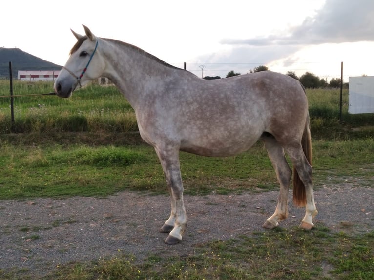 PRE Hengst Fliegenschimmel in Navalvillar De Pela