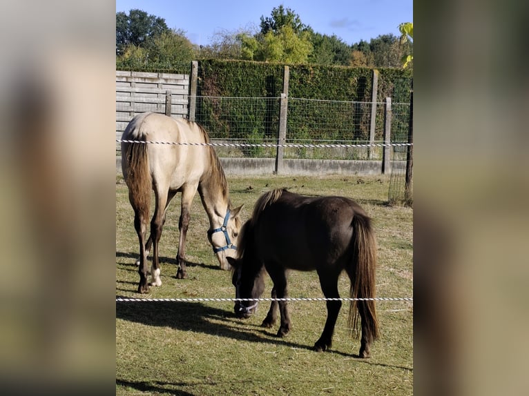 PRE Hengst Fohlen (03/2025) 130 cm Buckskin in Nieuwerkerken