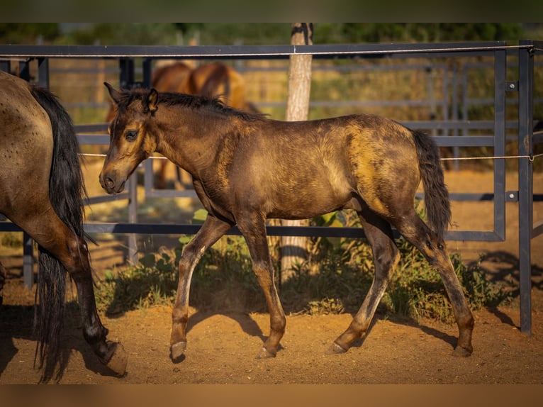PRE Hengst Fohlen (07/2025) 130 cm Rappe in Valencia