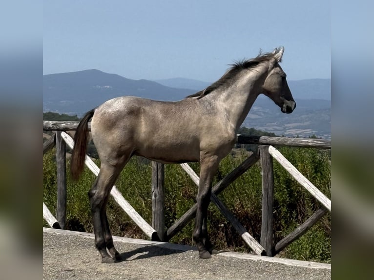 PRE Hengst Fohlen (04/2026) 135 cm Schimmel in Roccalbegna
