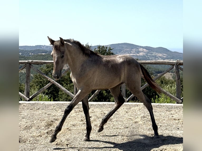 PRE Hengst Fohlen (04/2026) 135 cm Schimmel in Roccalbegna