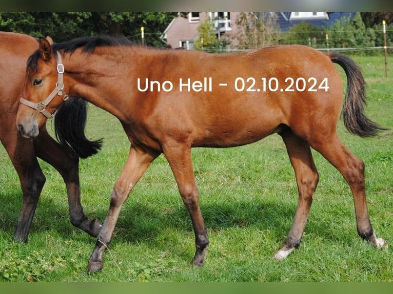 PRE Mix Hengst Fohlen (04/2024) 158 cm Brauner in Himmelpforten