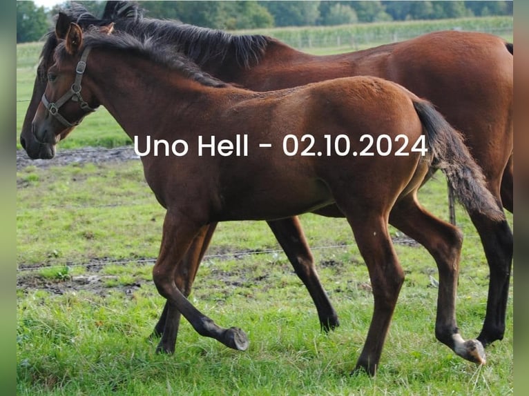 PRE Mix Hengst Fohlen (04/2024) 158 cm Brauner in Himmelpforten