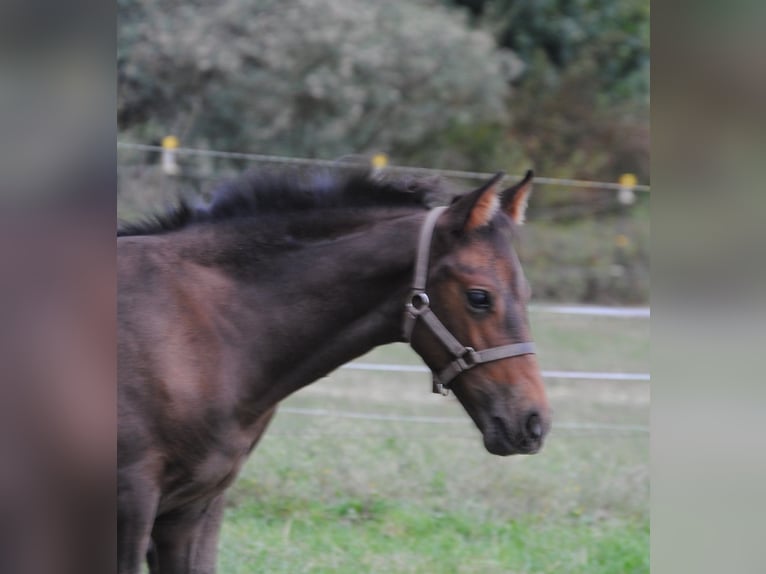 PRE Mix Hengst Fohlen (01/2025) 158 cm Brauner in Himmelpforten