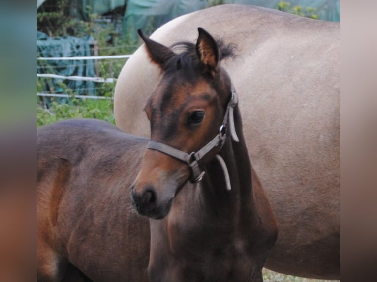 PRE Mix Hengst Fohlen (01/2025) 158 cm Brauner in Himmelpforten