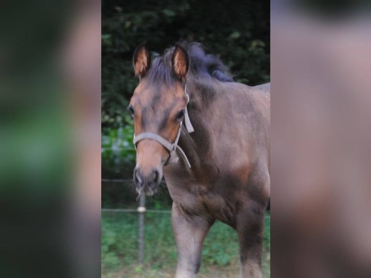 PRE Mix Hengst Fohlen (01/2025) 158 cm Brauner in Himmelpforten