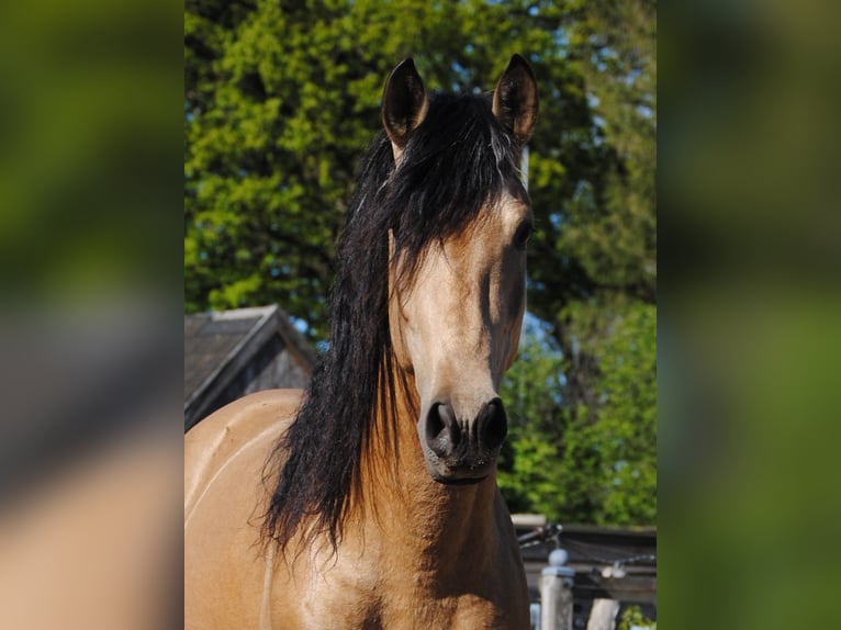 PRE Hengst Fohlen (01/2026) 158 cm Buckskin in Himmelpforten