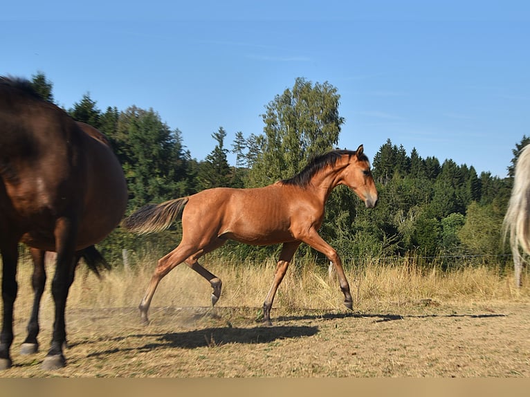 PRE Hengst Fohlen (01/2026) 160 cm  in Dochamps