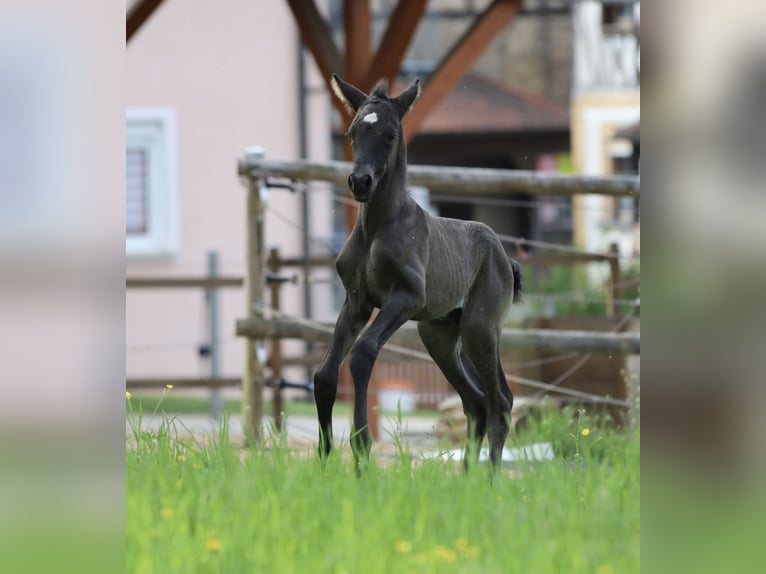 PRE Hengst Fohlen (04/2026) 160 cm Brauner in Heiligenstadt