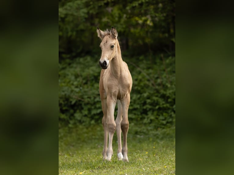 PRE Hengst Fohlen (04/2026) 160 cm Buckskin in Feuchtwangen