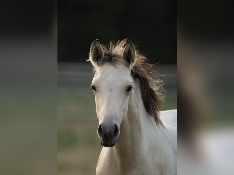 PRE Mix Hengst Fohlen (04/2026) 160 cm Buckskin in Waldshut-Tiengen