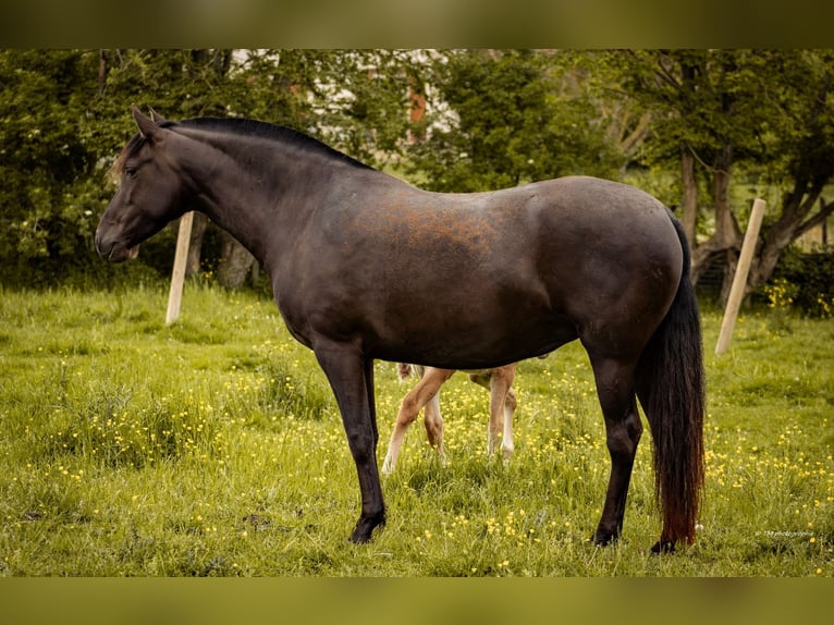 PRE Hengst Fohlen (04/2024) 160 cm Dunkelfuchs in Le coudray sur thelle