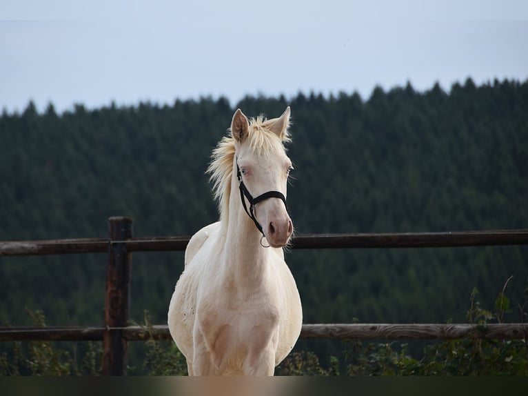 PRE Hengst Fohlen (01/2026) 160 cm Perlino in Dochamps