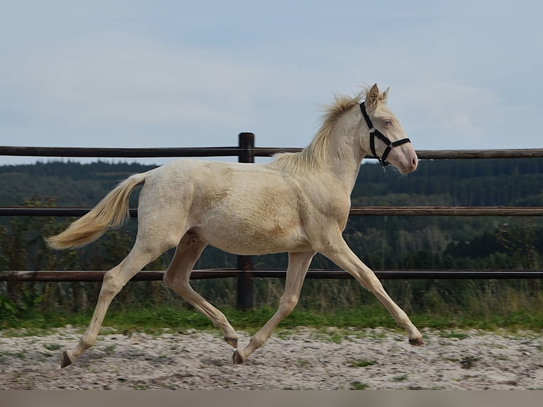 PRE Hengst Fohlen (01/2026) 160 cm Perlino in Dochamps