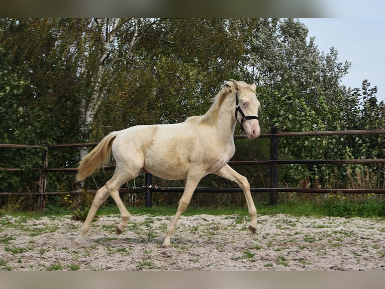 PRE Hengst Fohlen (01/2026) 160 cm Perlino in Dochamps