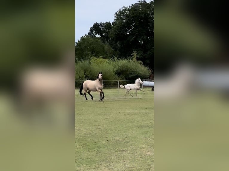 PRE Hengst Fohlen (05/2026) 160 cm Perlino in Dahlem