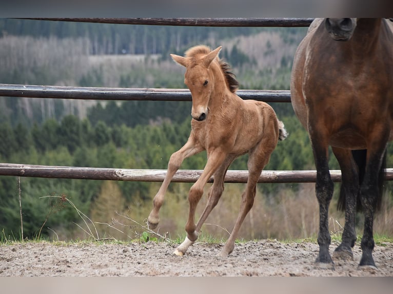 PRE Hengst Fohlen (03/2026) 162 cm Buckskin in Dochamps