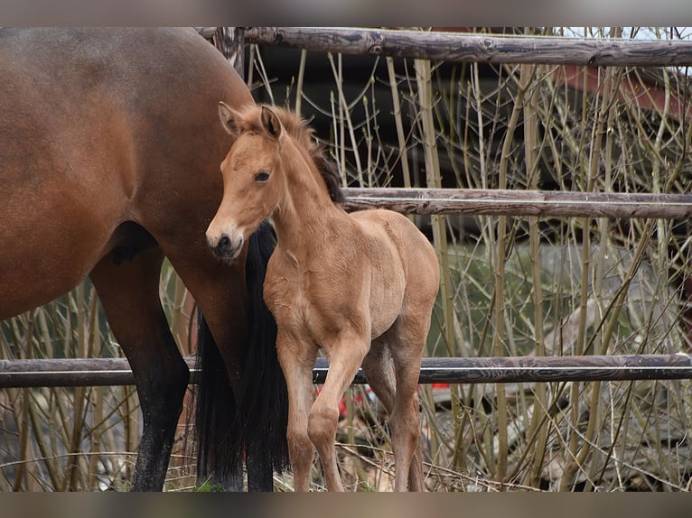 PRE Hengst Fohlen (03/2026) 162 cm Buckskin in Dochamps