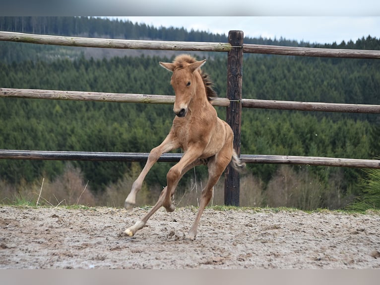 PRE Hengst Fohlen (03/2026) 162 cm Buckskin in Dochamps