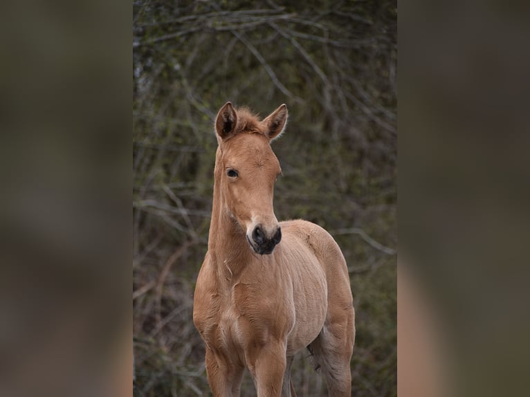 PRE Hengst Fohlen (03/2026) 162 cm Buckskin in Dochamps