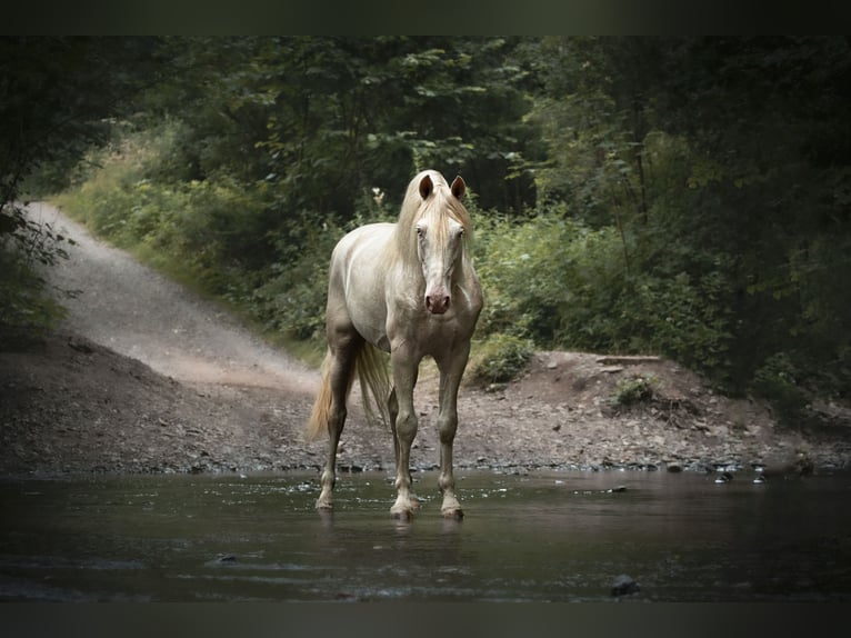 PRE Hengst Fohlen (03/2026) 162 cm Buckskin in Dochamps