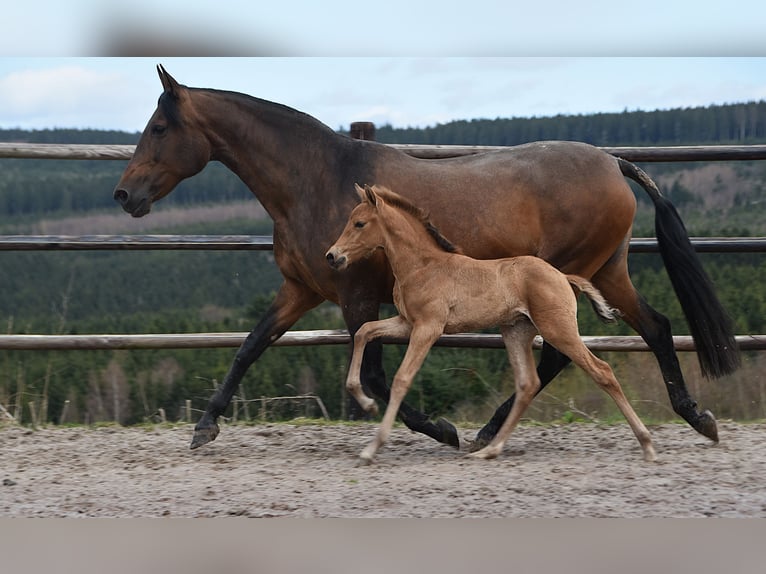 PRE Hengst Fohlen (03/2026) 162 cm Buckskin in Dochamps