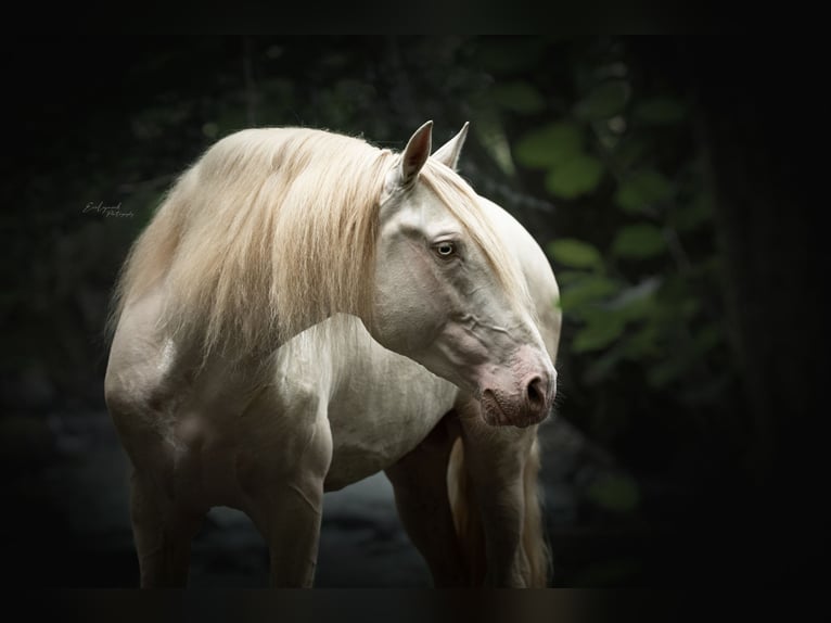 PRE Hengst Fohlen (03/2026) 162 cm Buckskin in Dochamps