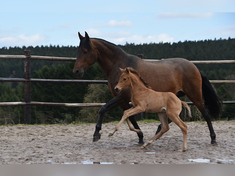 PRE Hengst Fohlen (03/2026) 162 cm Buckskin in Dochamps