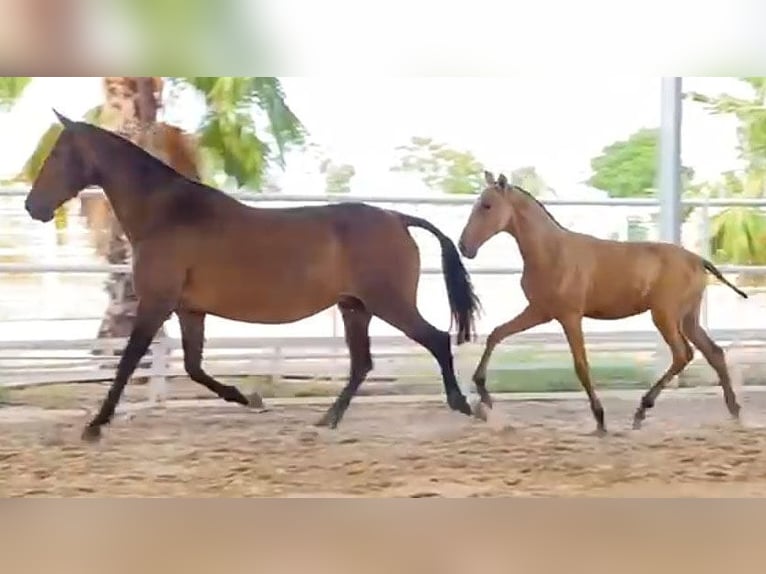 PRE Hengst Fohlen (04/2024) 162 cm Buckskin in Malaga