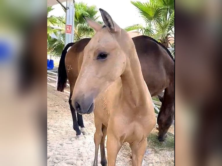 PRE Hengst Fohlen (04/2024) 162 cm Buckskin in Malaga