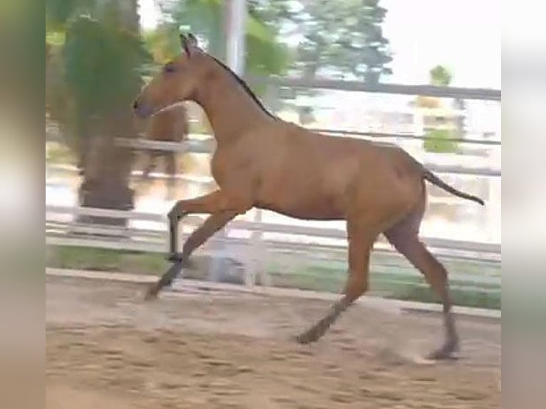 PRE Hengst Fohlen (04/2024) 162 cm Buckskin in Malaga