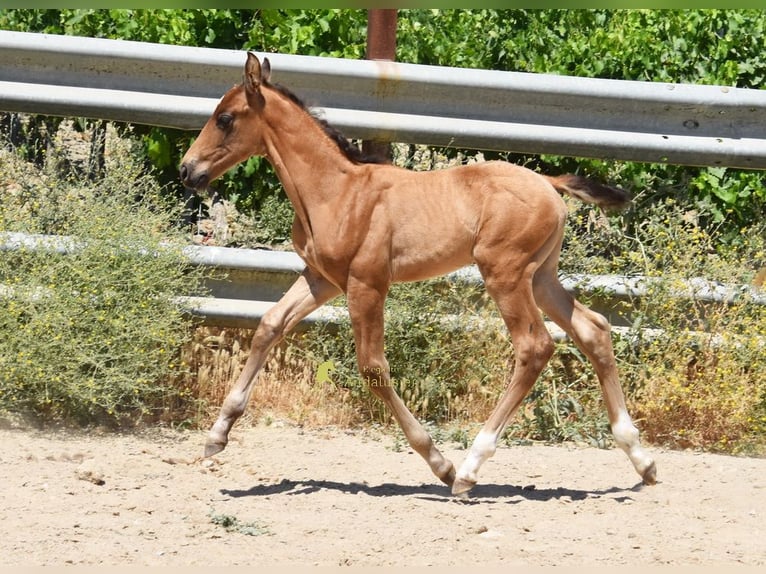 PRE Hengst Fohlen (05/2026) 162 cm  in Provinz Cordoba