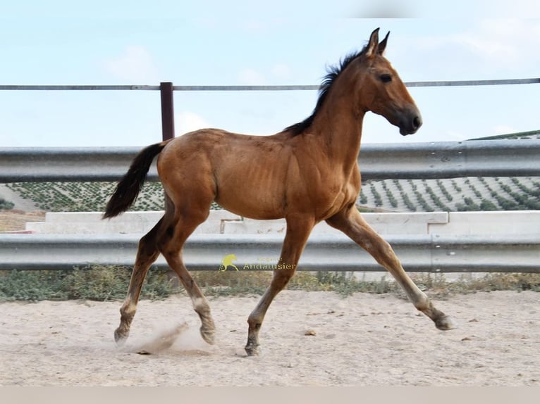 PRE Hengst Fohlen (05/2026) 162 cm  in Provinz Cordoba