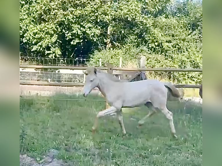 PRE Mix Hengst  163 cm Perlino in Hoogeloon