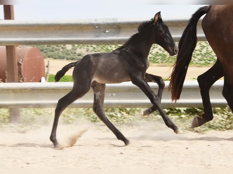 PRE Hengst  163 cm Rappe in Provinz Cordoba