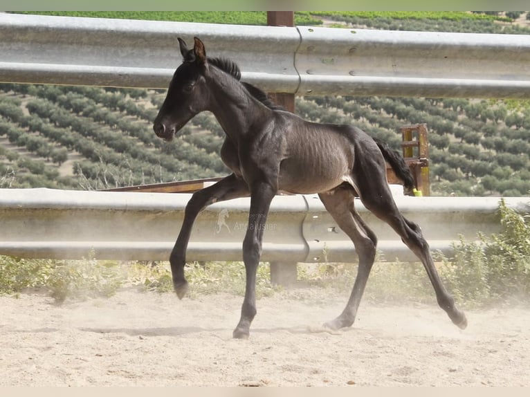 PRE Hengst  163 cm Rappe in Provinz Cordoba