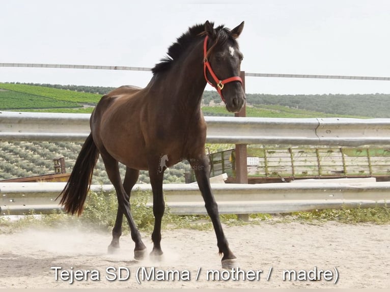 PRE Hengst  163 cm Rappe in Provinz Cordoba