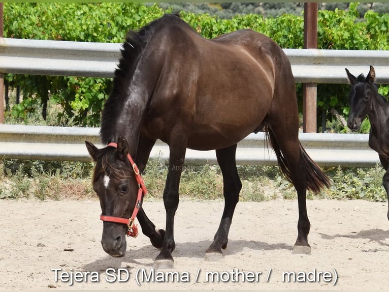 PRE Hengst  163 cm Rappe in Provinz Cordoba