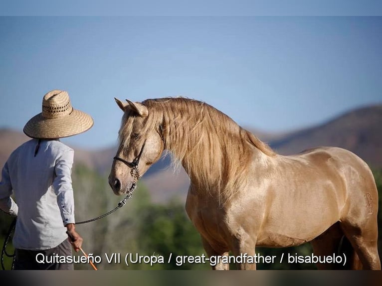 PRE Hengst  163 cm Rappe in Provinz Cordoba