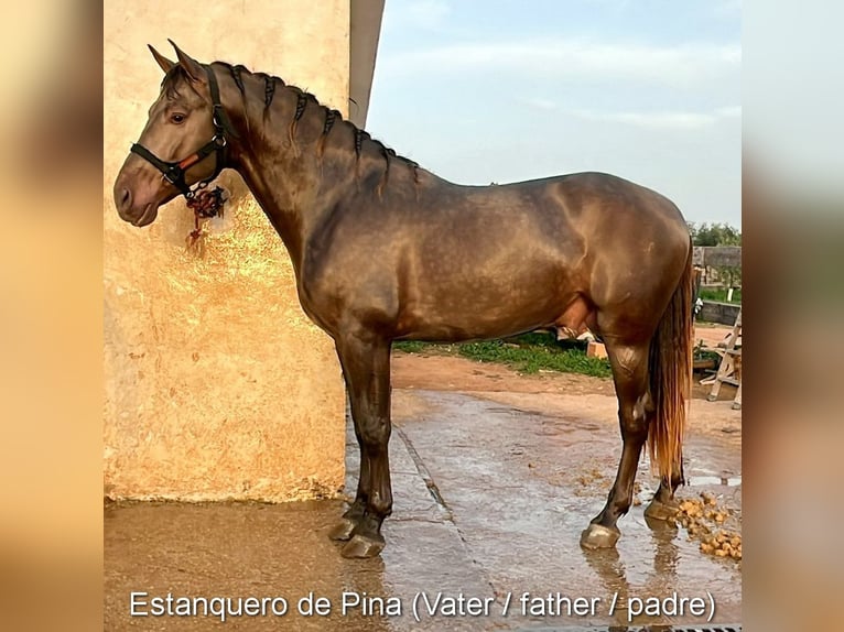 PRE Hengst  163 cm Rappe in Provinz Cordoba