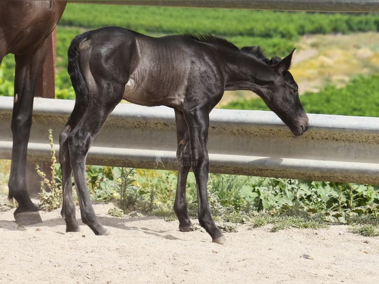 PRE Hengst  163 cm Rappe in Provinz Cordoba