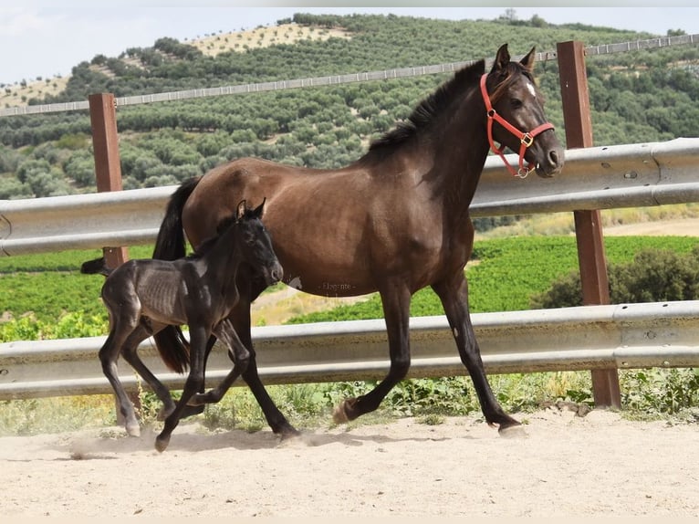 PRE Hengst  163 cm Rappe in Provinz Cordoba