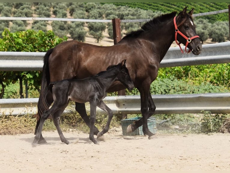 PRE Hengst  163 cm Rappe in Provinz Cordoba