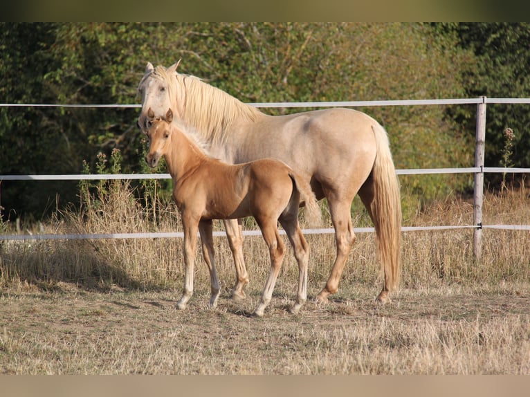 PRE Hengst Fohlen (06/2026) 164 cm Palomino in Kirn