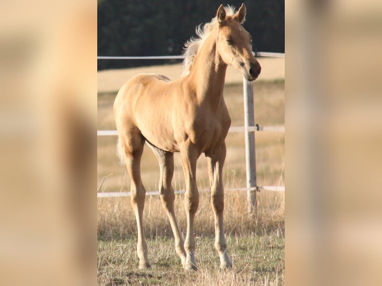 PRE Hengst Fohlen (06/2026) 164 cm Palomino in Kirn