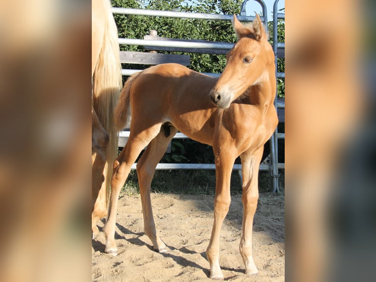 PRE Hengst Fohlen (06/2026) 164 cm Palomino in Kirn
